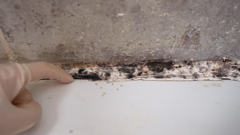 Best Black Mold Removal  in Leisure Village East, NJ